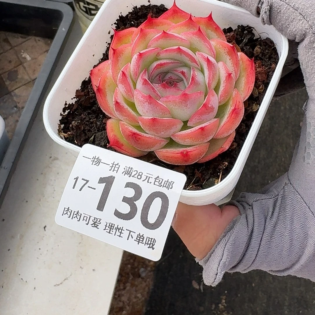 侧影无盆土发货无