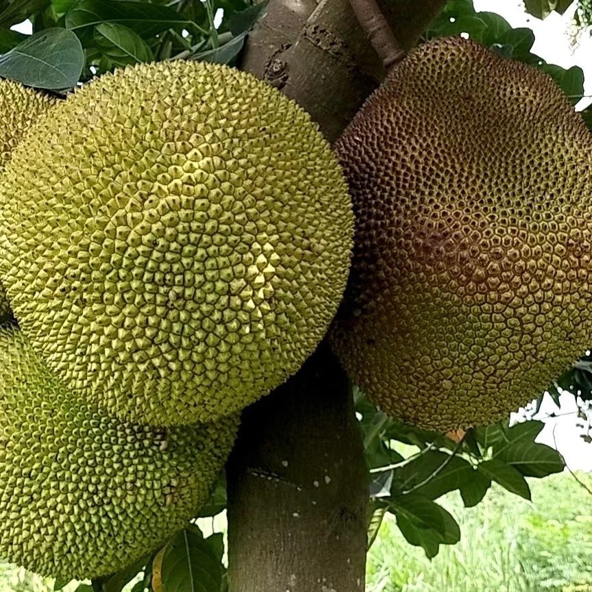 黄肉干苞菠萝蜜嫁接苗带土带叶发货