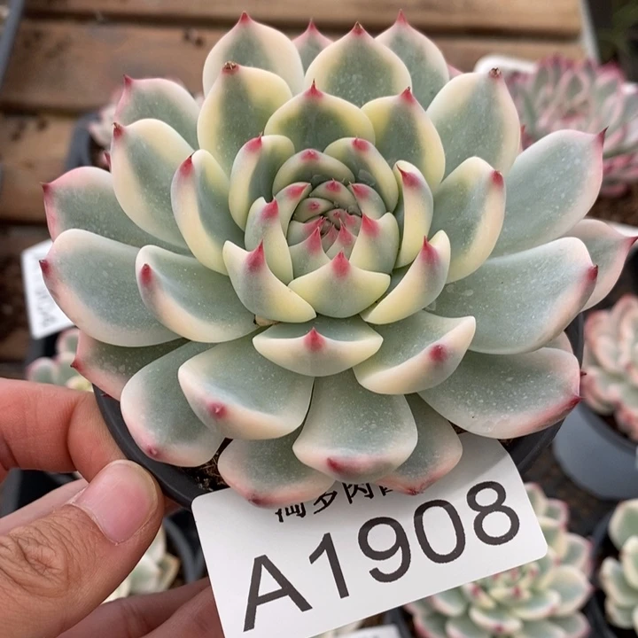 吉娃娃锦多肉植物A1908