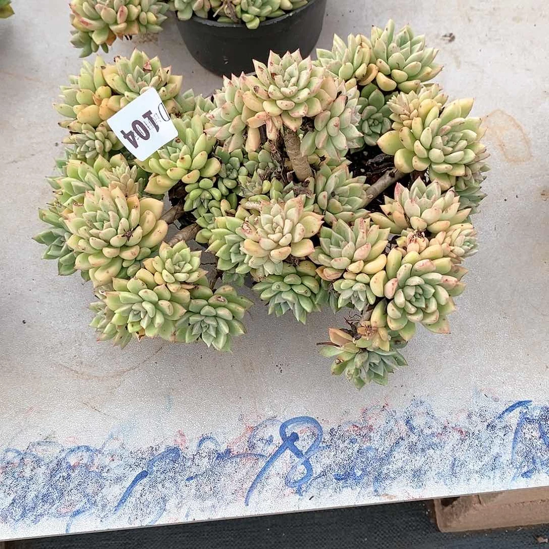 (**)104璀璨多肉植物