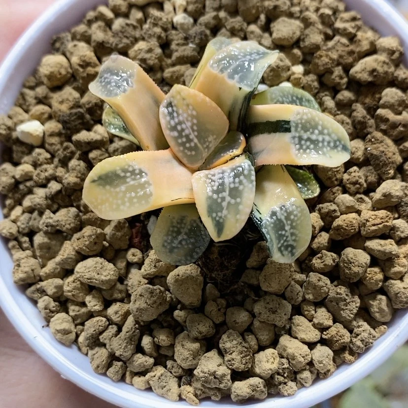 【闪购商品】69糊斑点点寿锦