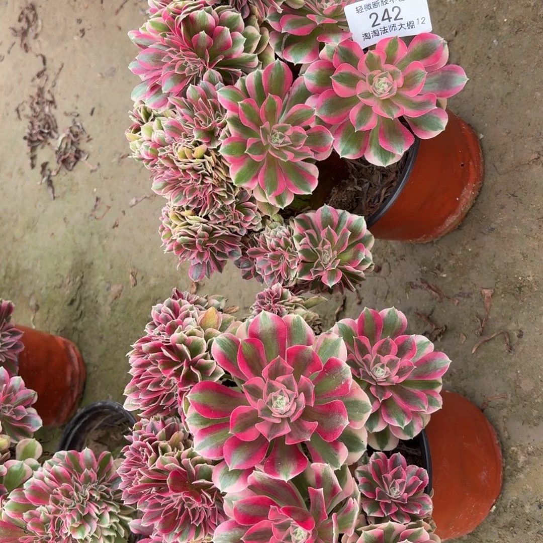 242两棵粉女巫缀化多肉植物