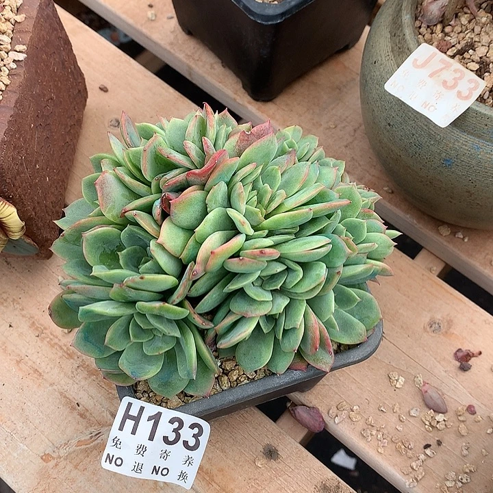 东云杂白凤缀化 非偏远38包邮节后发