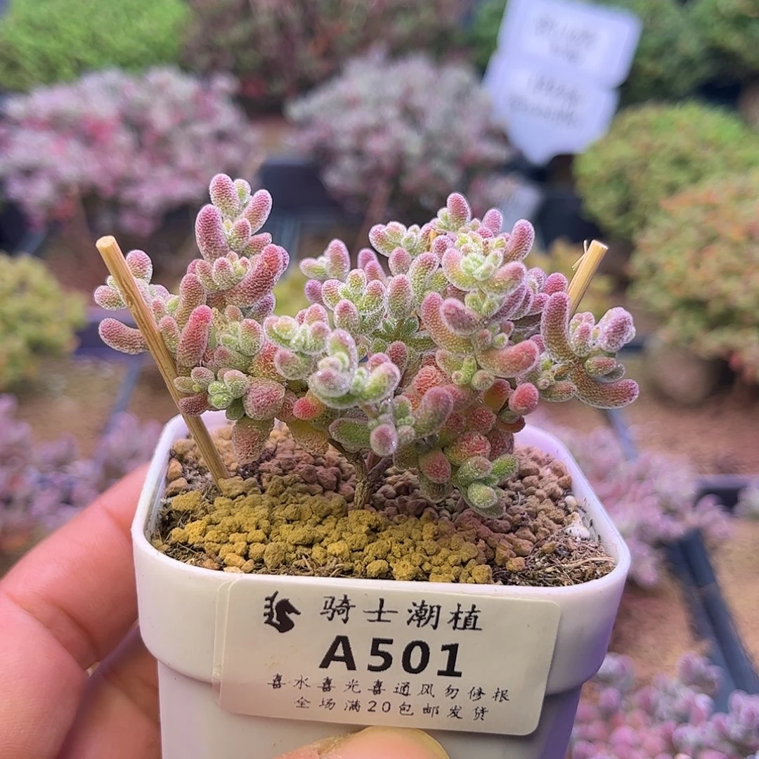 501优选冰晶枝干番杏