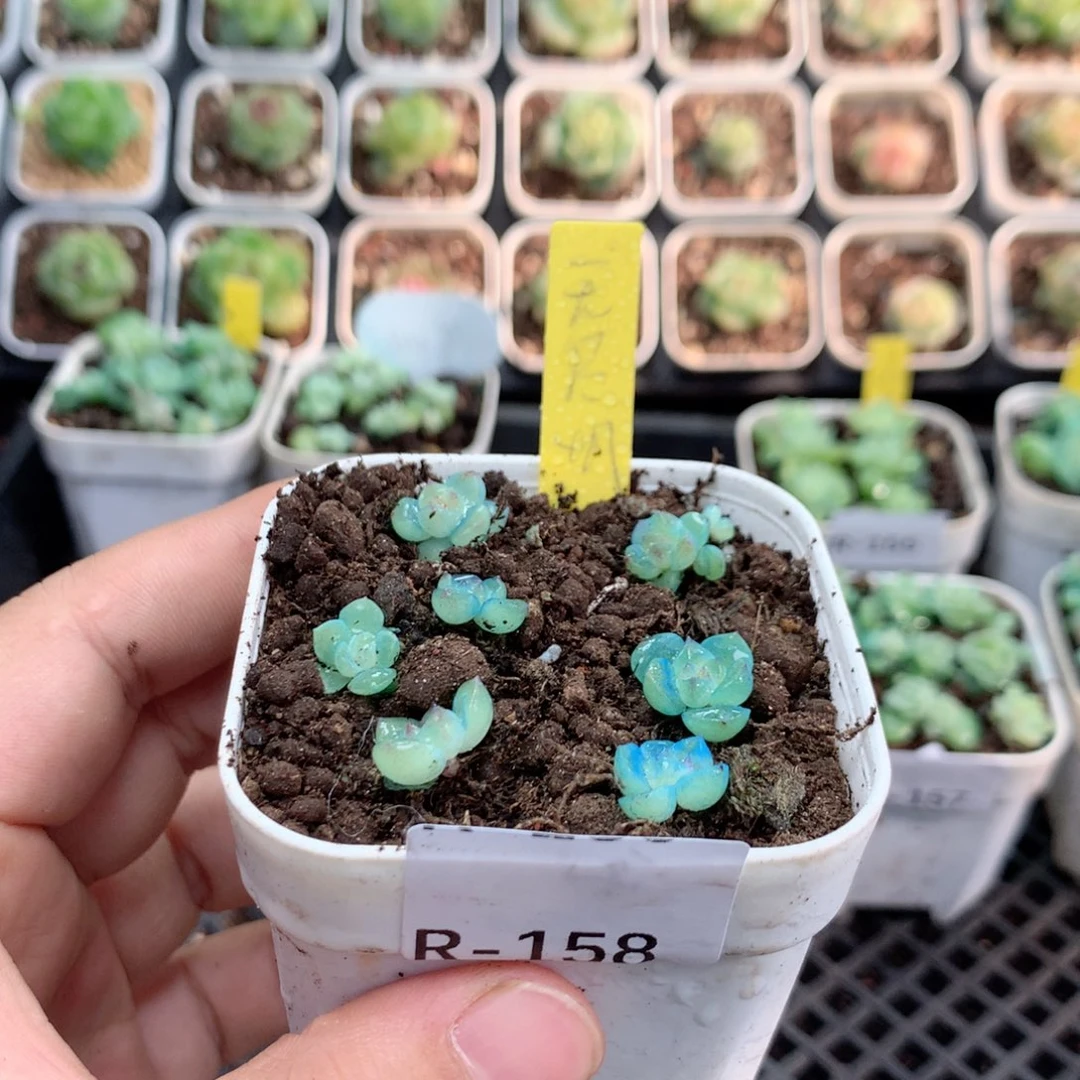 无花朵R158英语英语