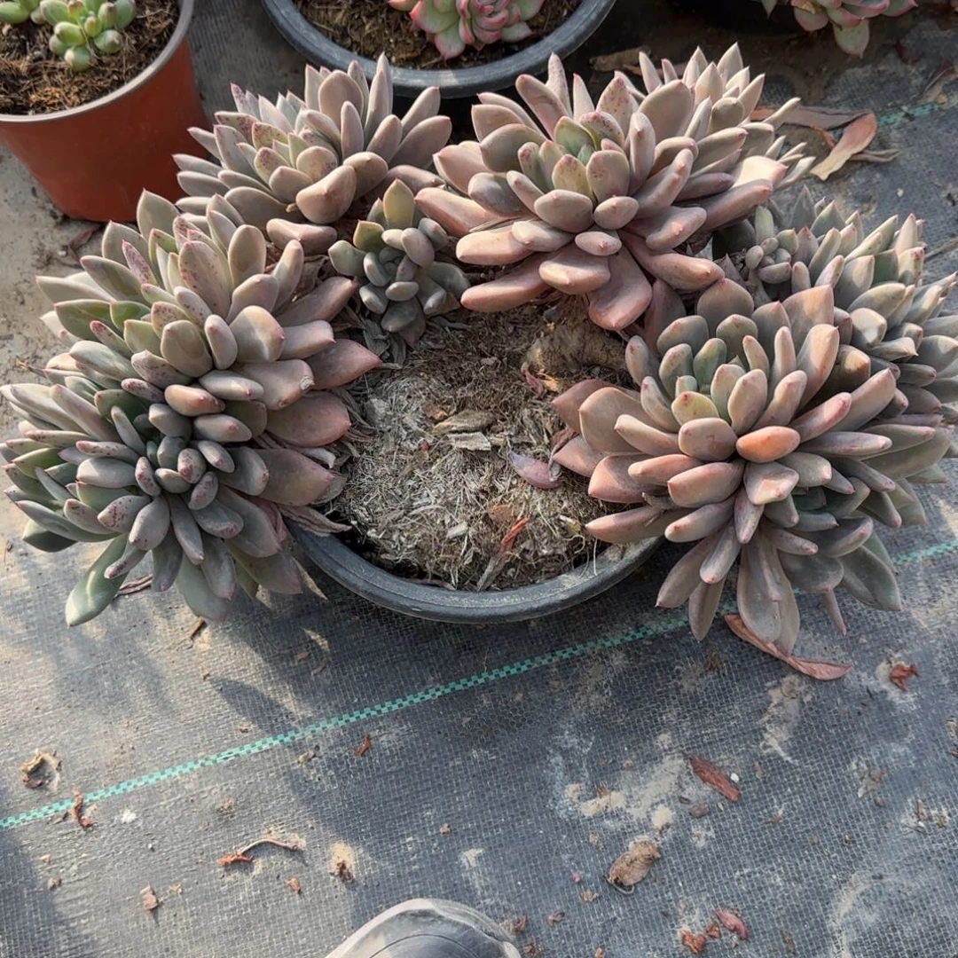 火***山无花朵女美月大群生带盆发货