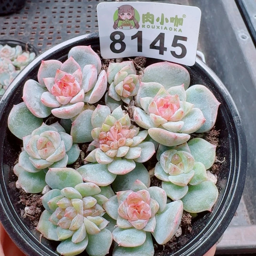 多肉植物多肉植物