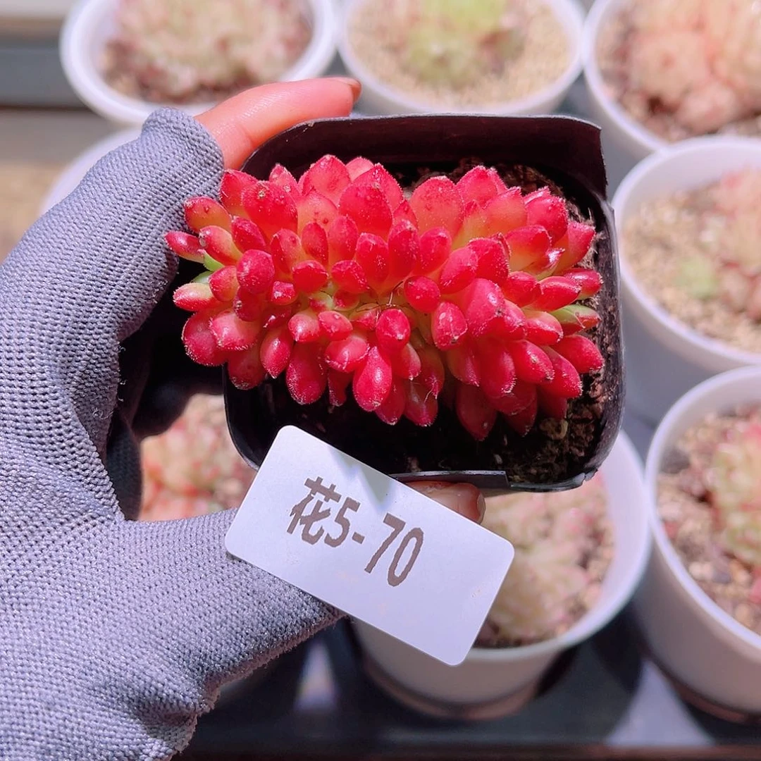 花05-70红唇缀化