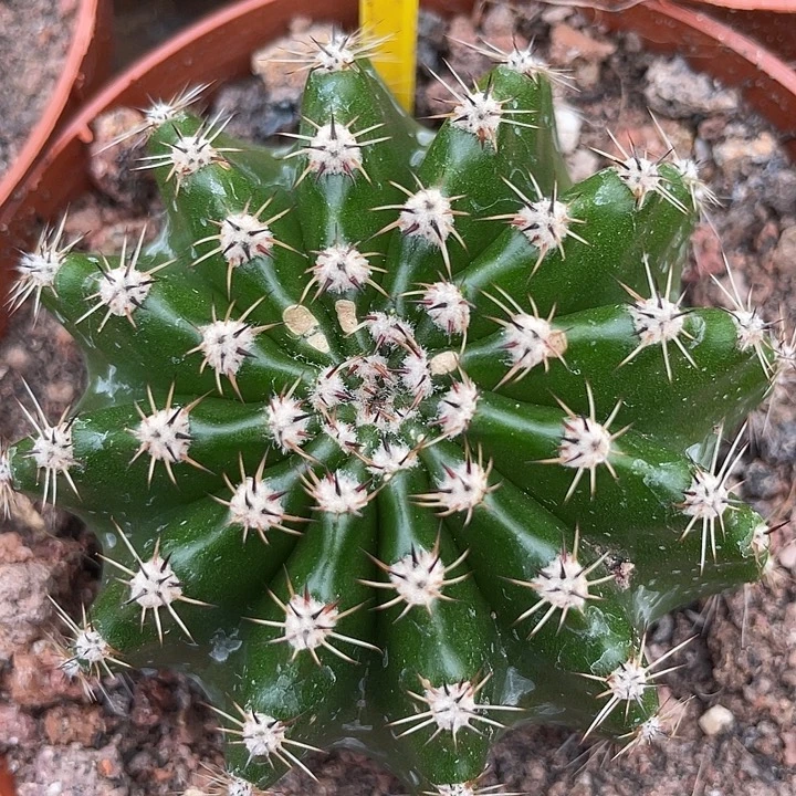 202号高耸短刺彩草