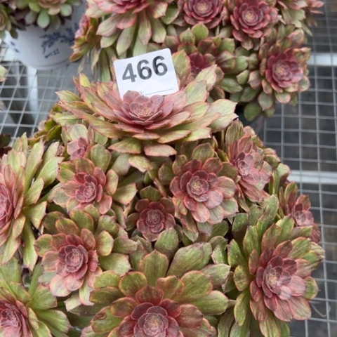 466红丝绒25厘米左右