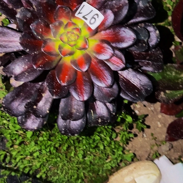 A***光971凤冠中班多肉植物处理不售后