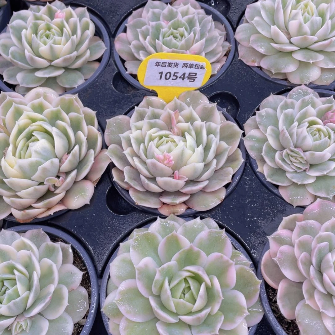 1054号宽叶昂斯诺锦单头一个