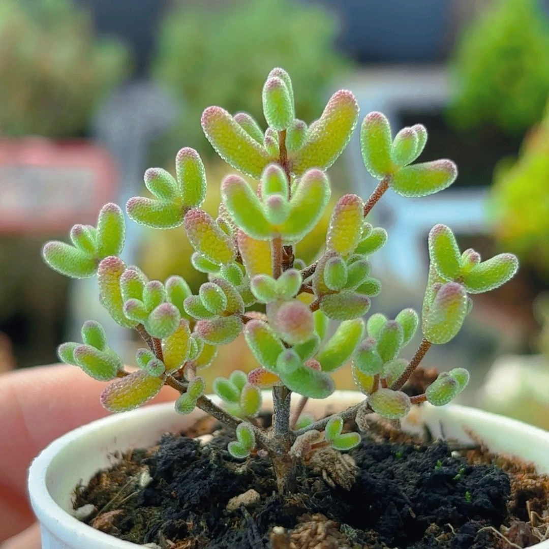 实生蜜叶糖球241。