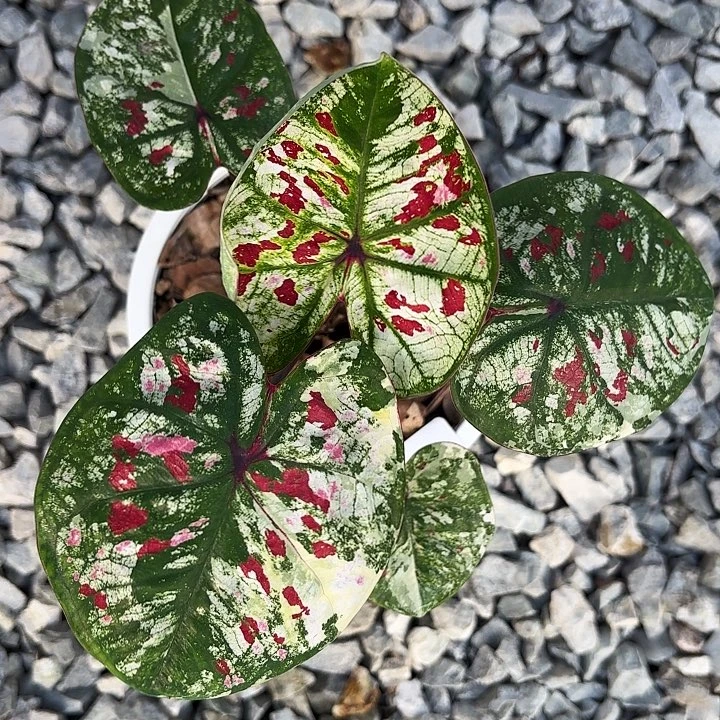 梦***娃34-1017彩叶芋泰国