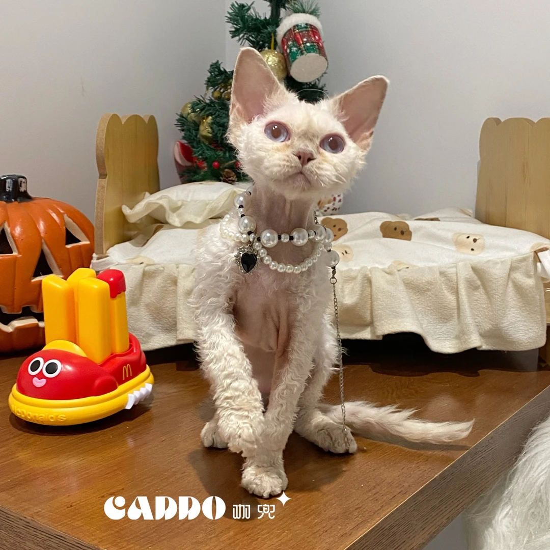 Caddo德文卷毛猫-重点色妹妹-月亮