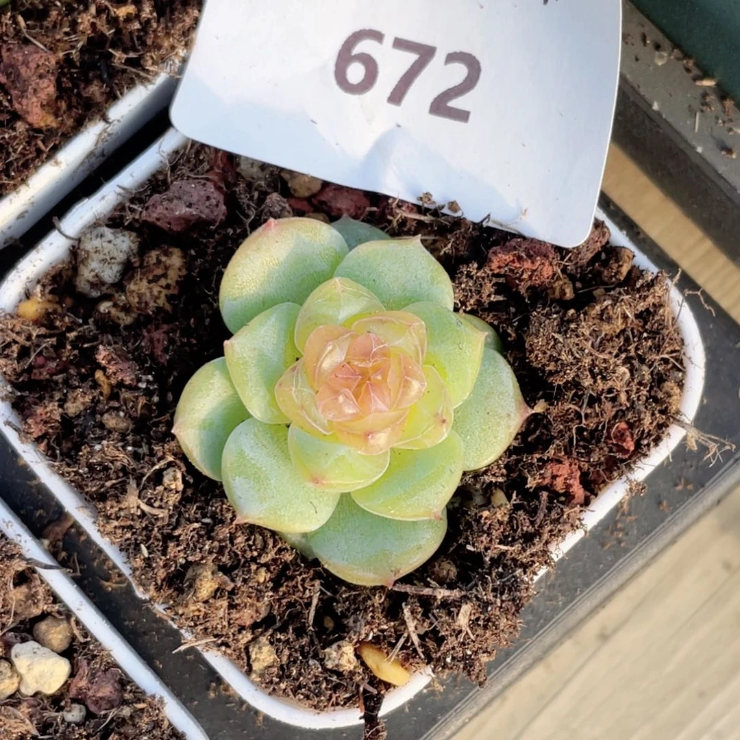 672号糖心冰心珍妮