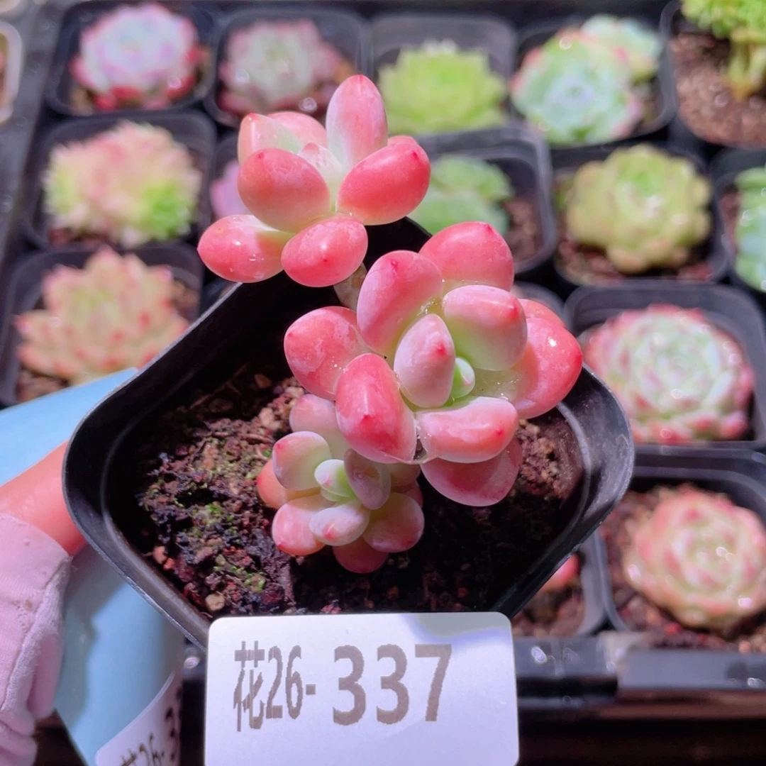 花利美26-337洛神