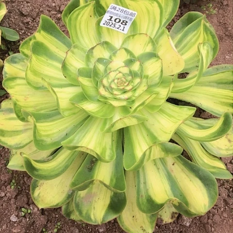 2.1-108暴君多肉植物