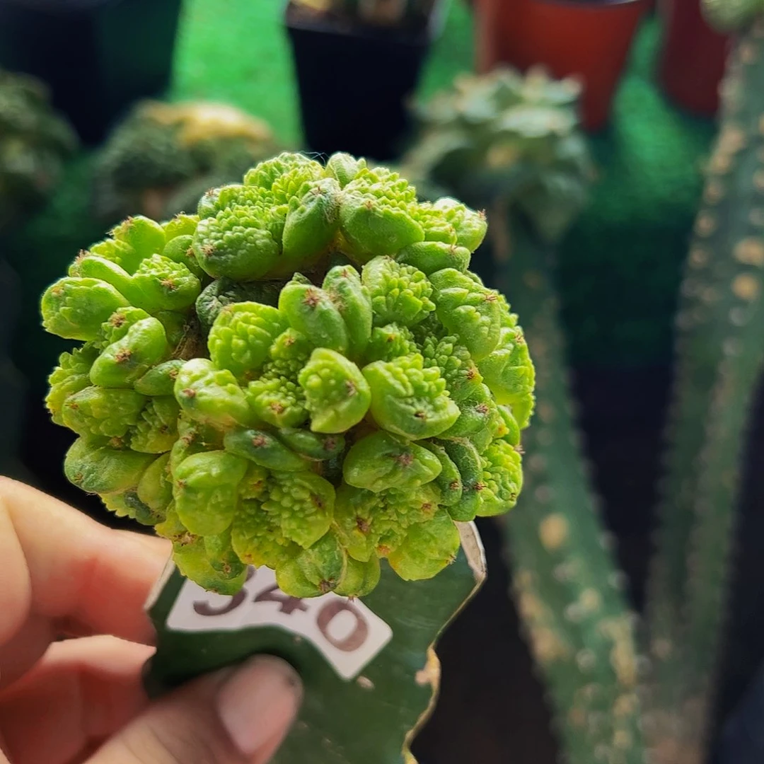 无花朵群头哥斯拉牡丹340