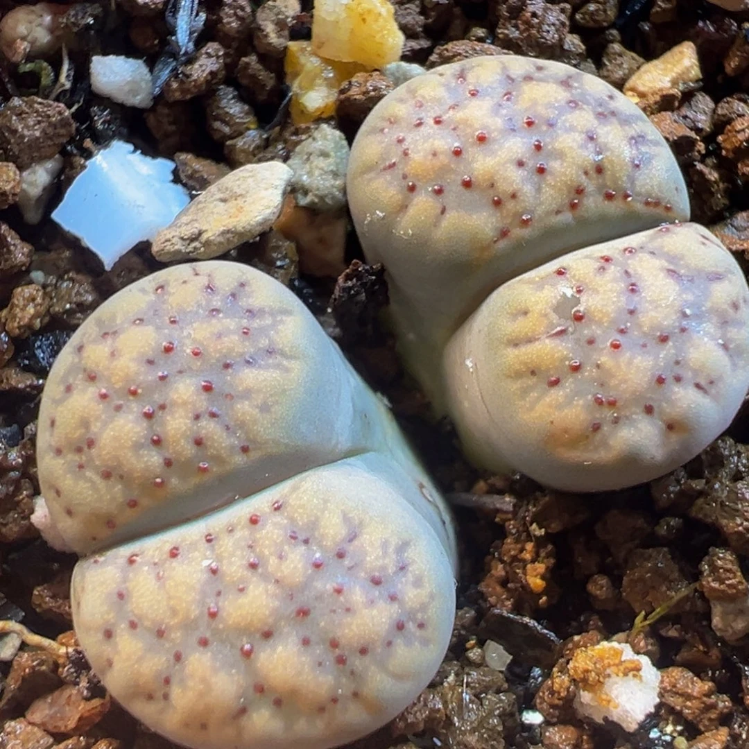 血点多肉带盆植物