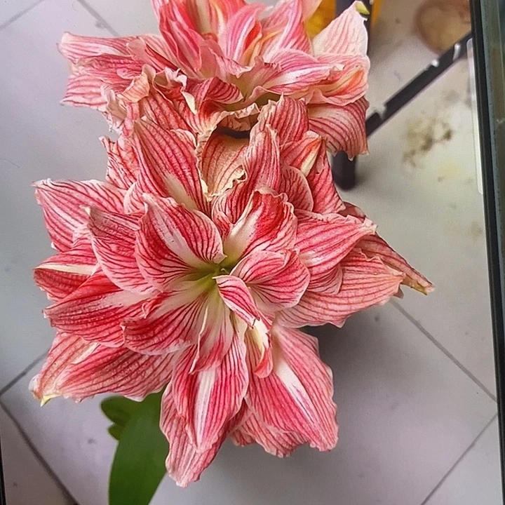 美丽仙女朱顶红5厘米