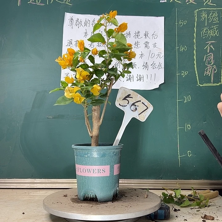 当前无花栽培后可以开花粗杆 暗斑浅黄有破皮 567