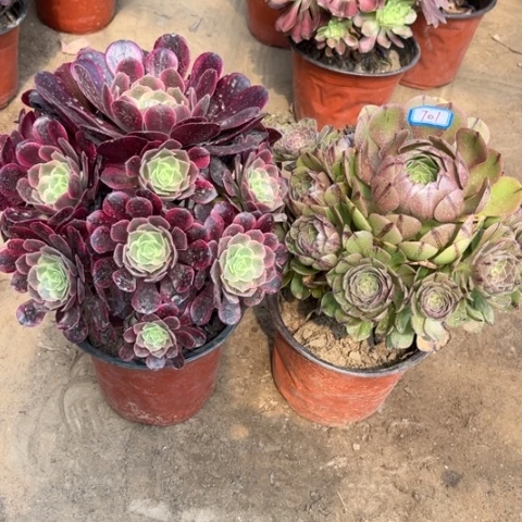 701多肉植物组合