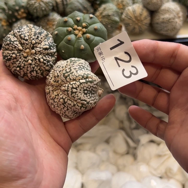 梦***丶兜星球仙人球123号球