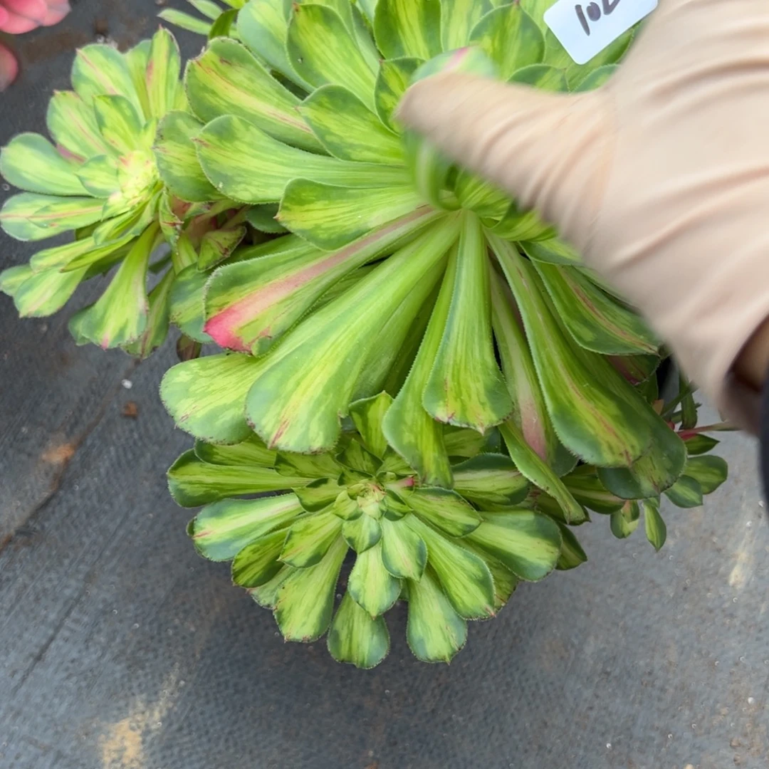 102知否有瑕疵多肉