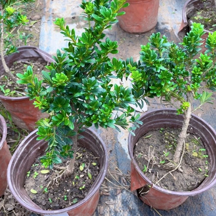 无花朵习***！罗汉松鲜花绿植