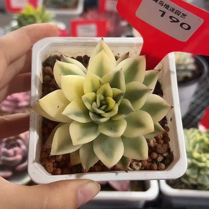 190号月亮石杂锦多肉植物