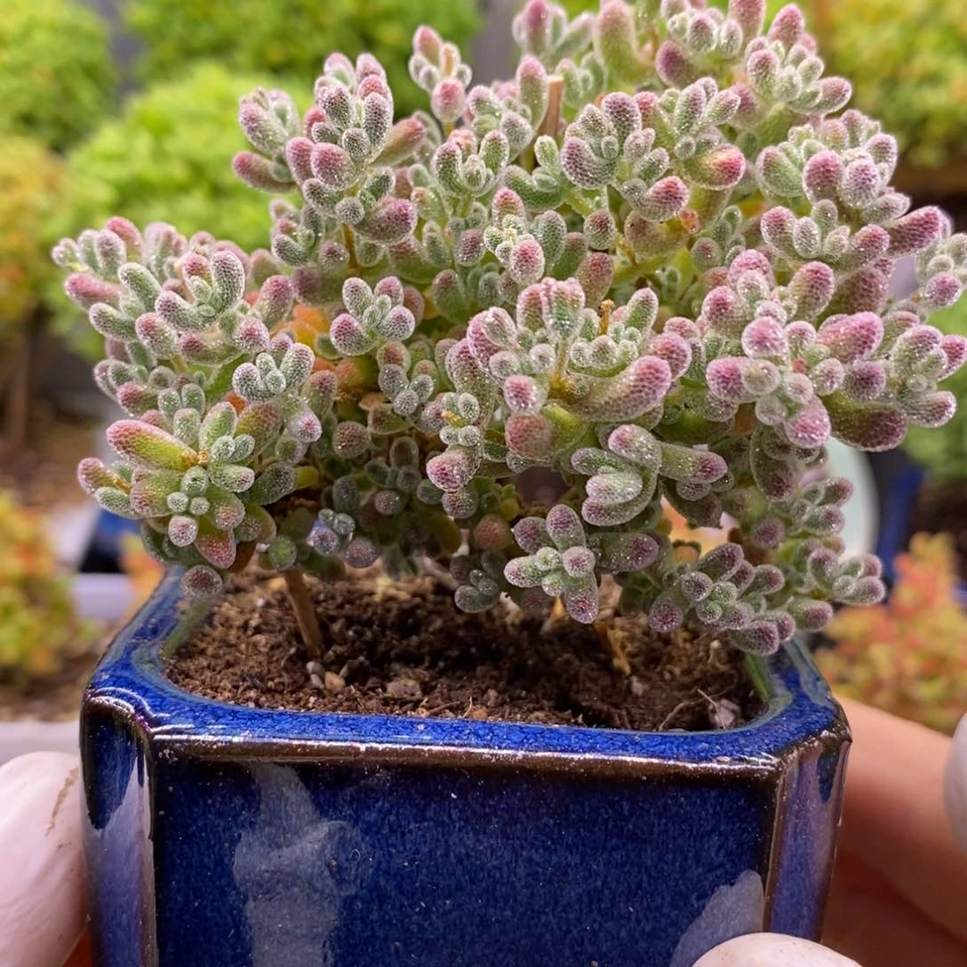 元****宝112五彩冰晶。