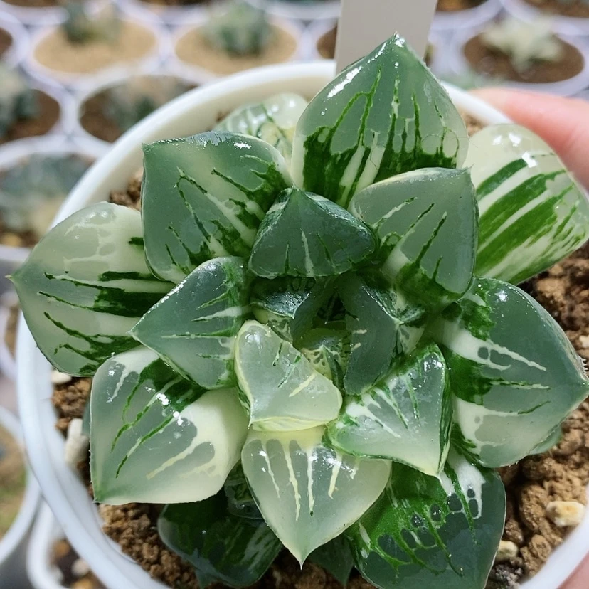 【闪购商品】26莫迪卡锦