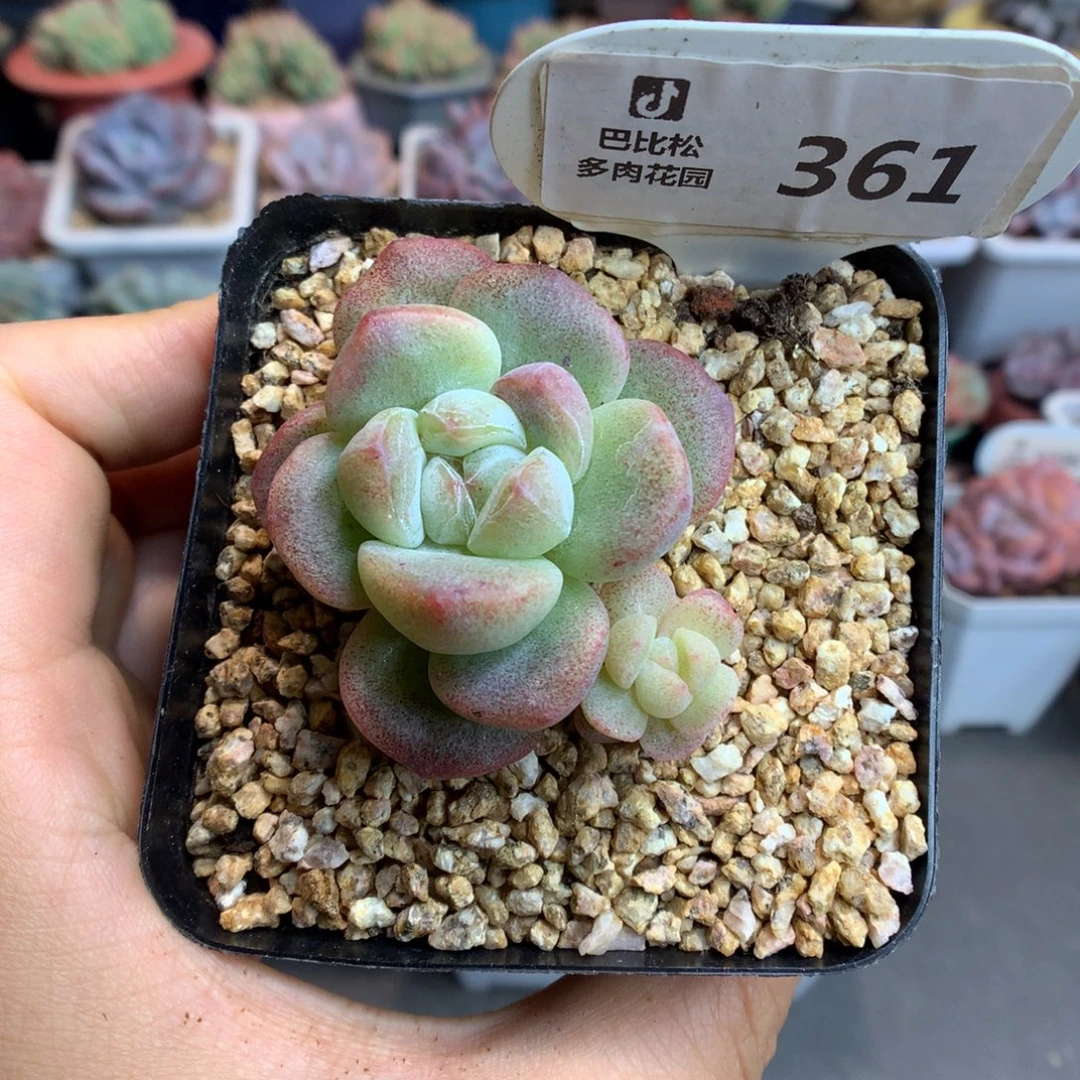 361冰玉石化多肉植物