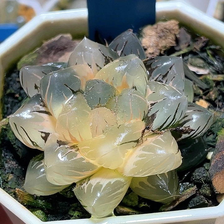 924水中月完美錦一物一拍