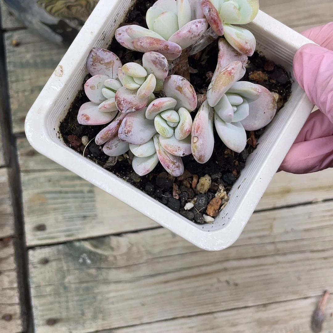 7头雪莲，有摘心.