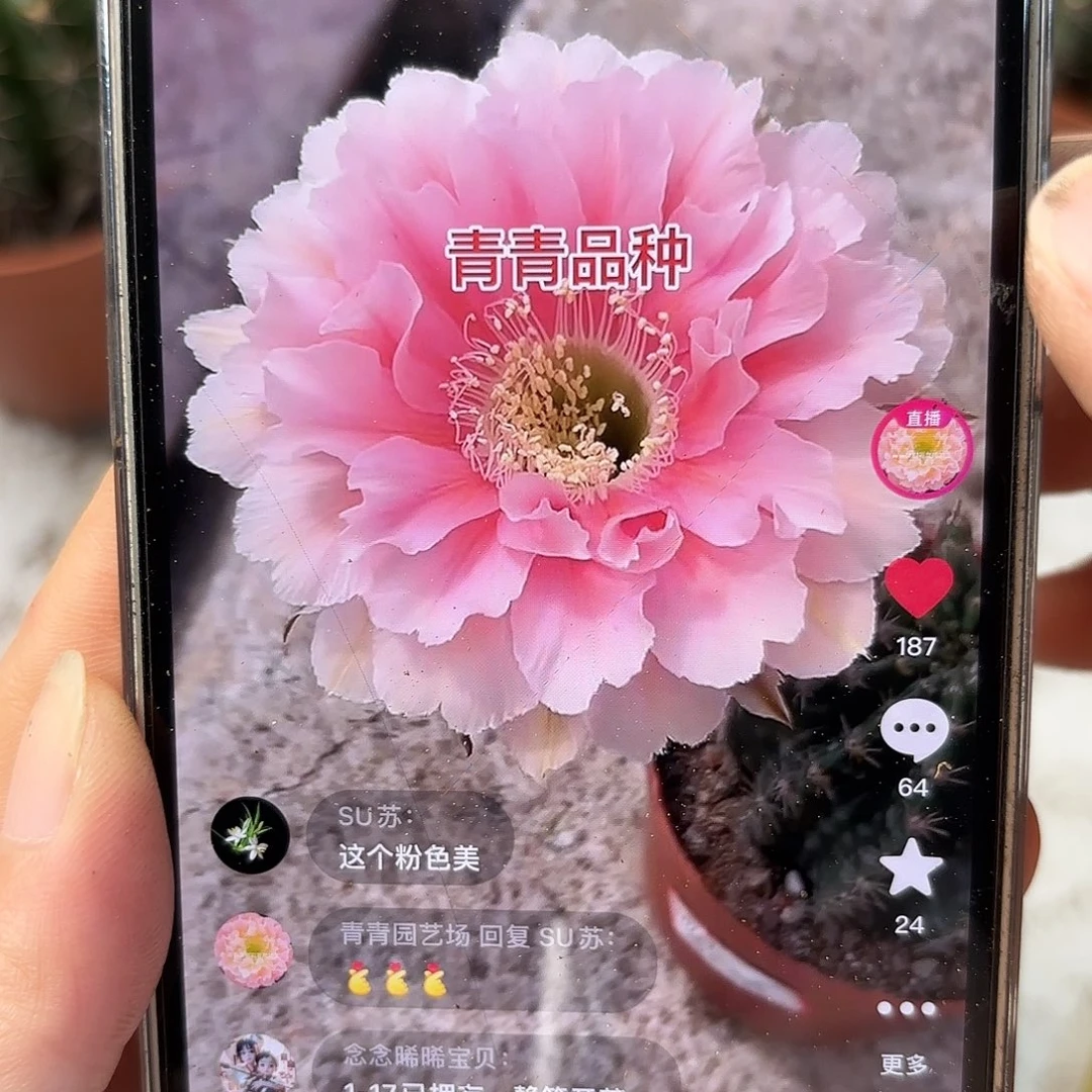 彩草珊瑚6公分左右