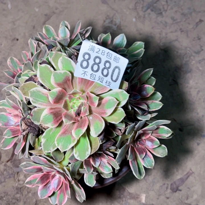 浣纱多肉植物法师8880