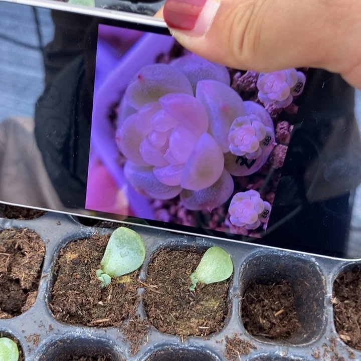 清洛芽苗一个多肉