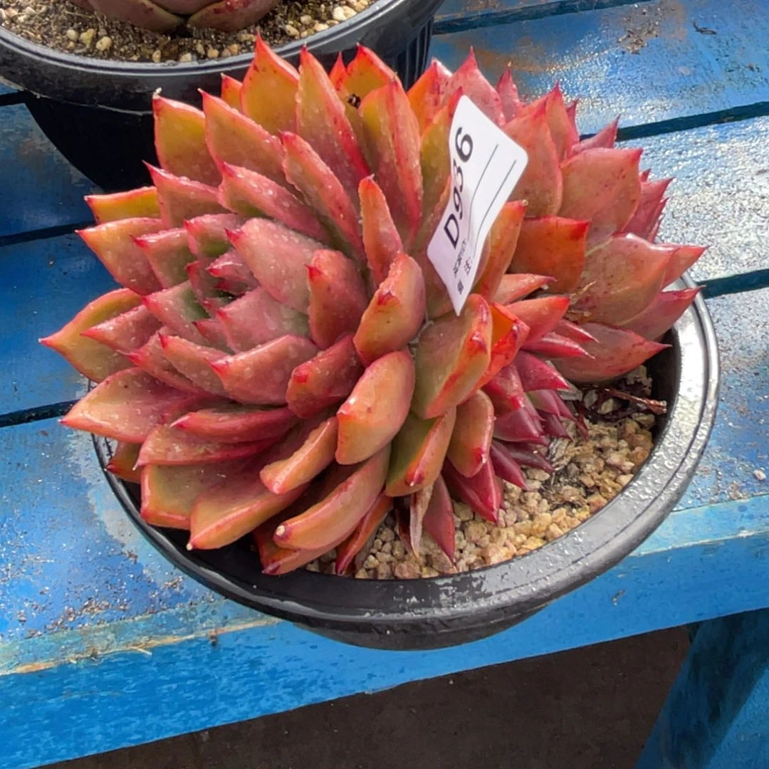 无花朵若如东云单拍D936