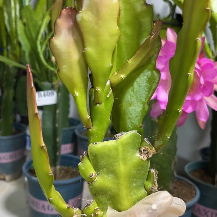 当前无花栽培后可以开花464