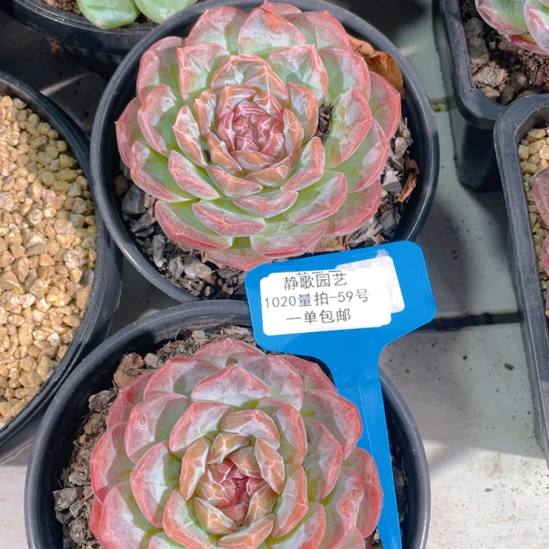 1020-59-草莓啵啵福利一颗