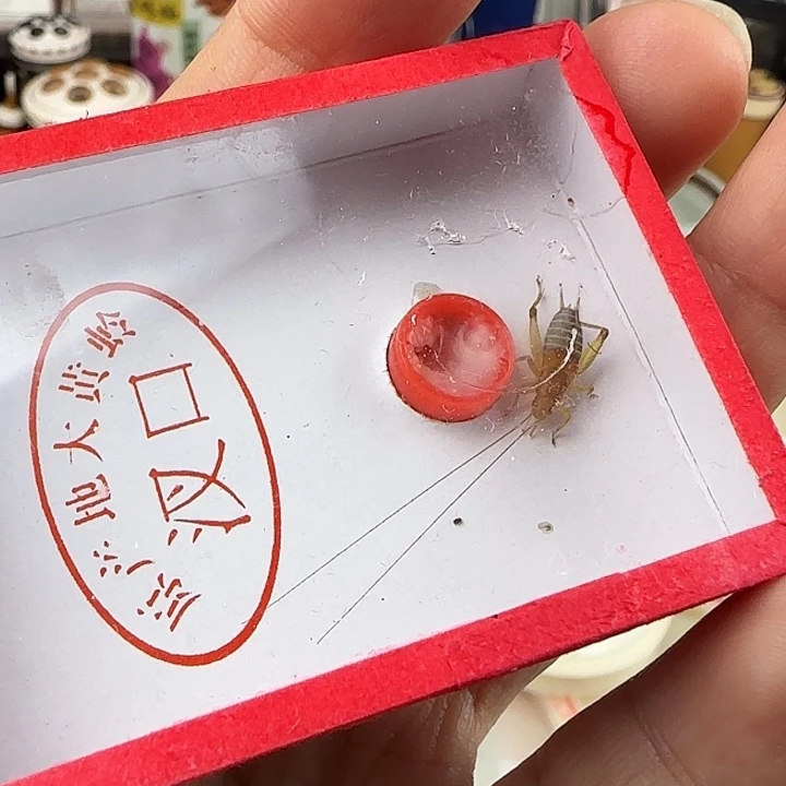 蟋蟀烈焰没有尾巴一条