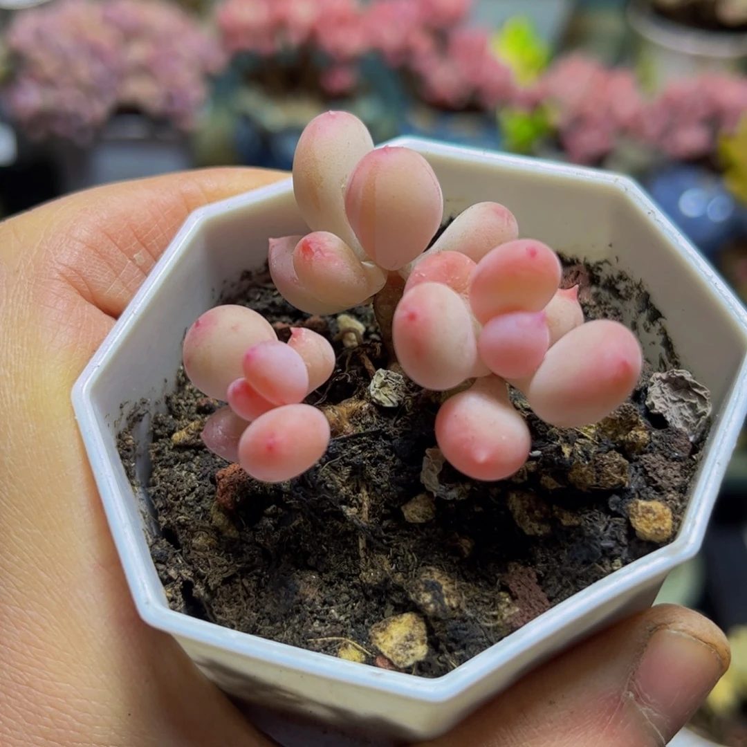 055二代苹果奶5厘米