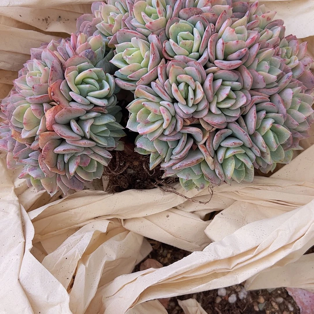 雪凤缀111111111111111