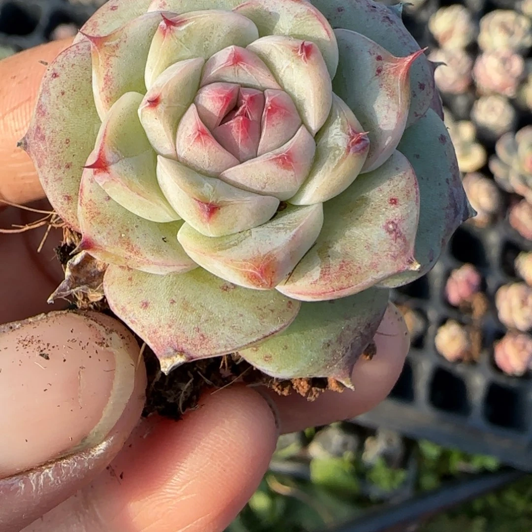 多肉小卡拉米糖心一物一拍