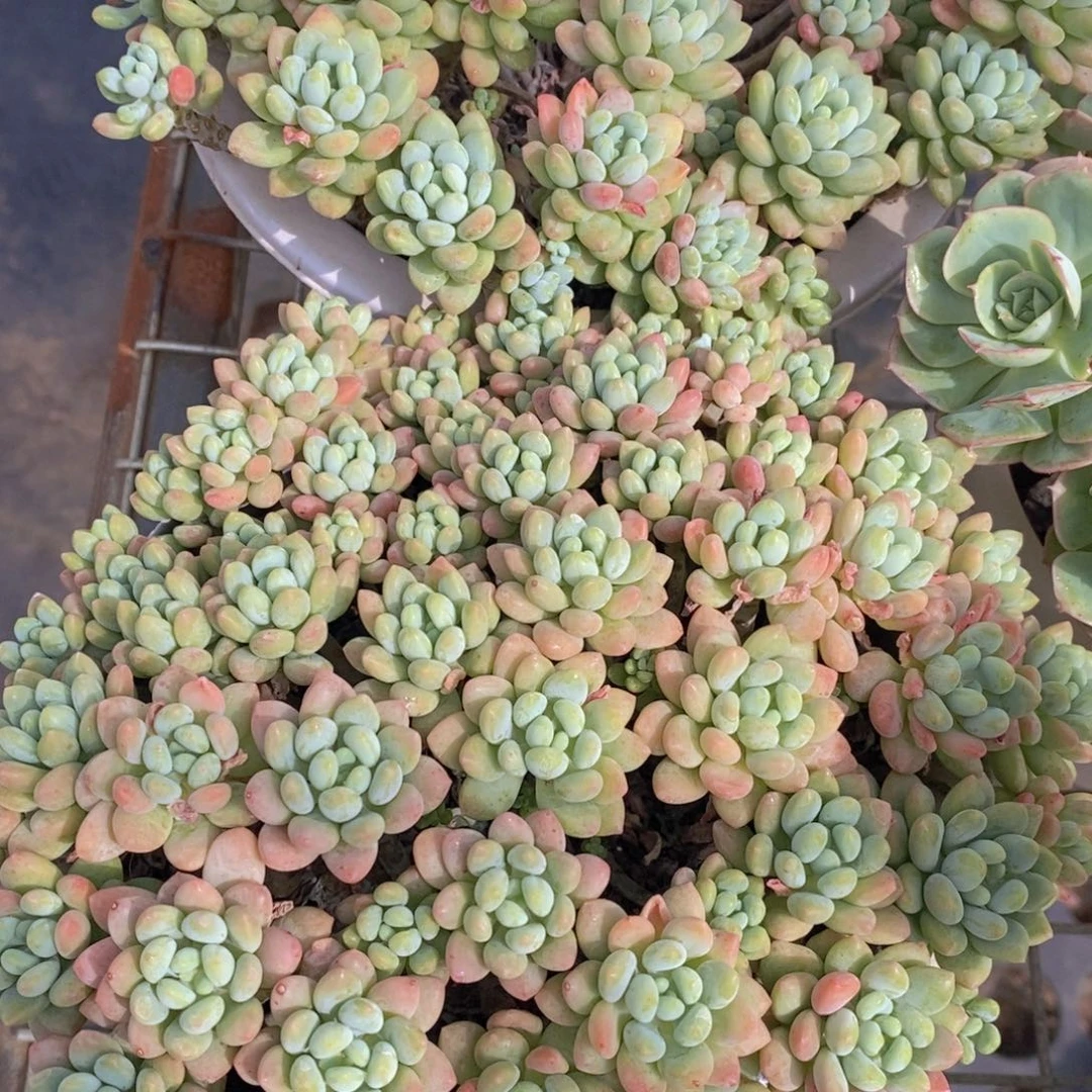 大盆群洛可可一盆