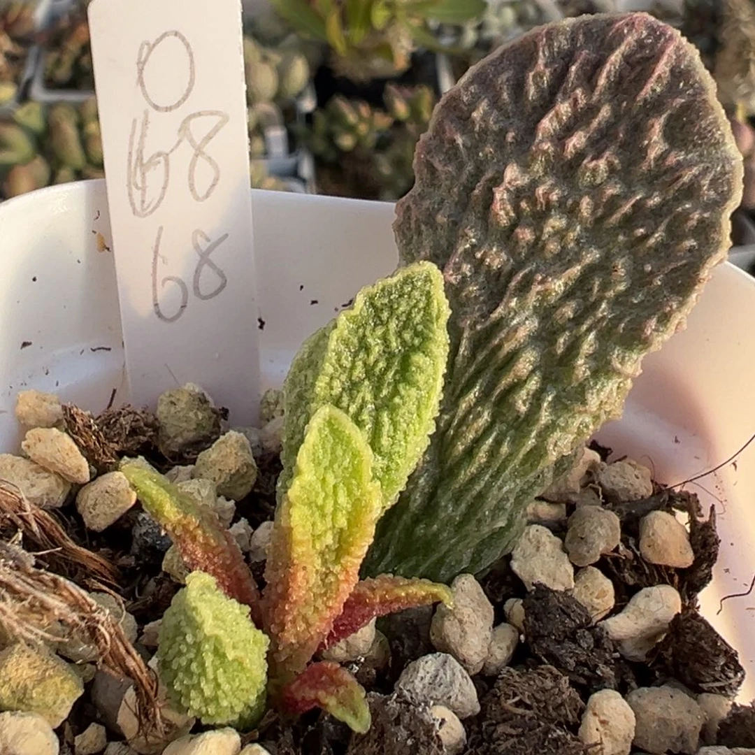 8倒刺拉丝纹实生新品