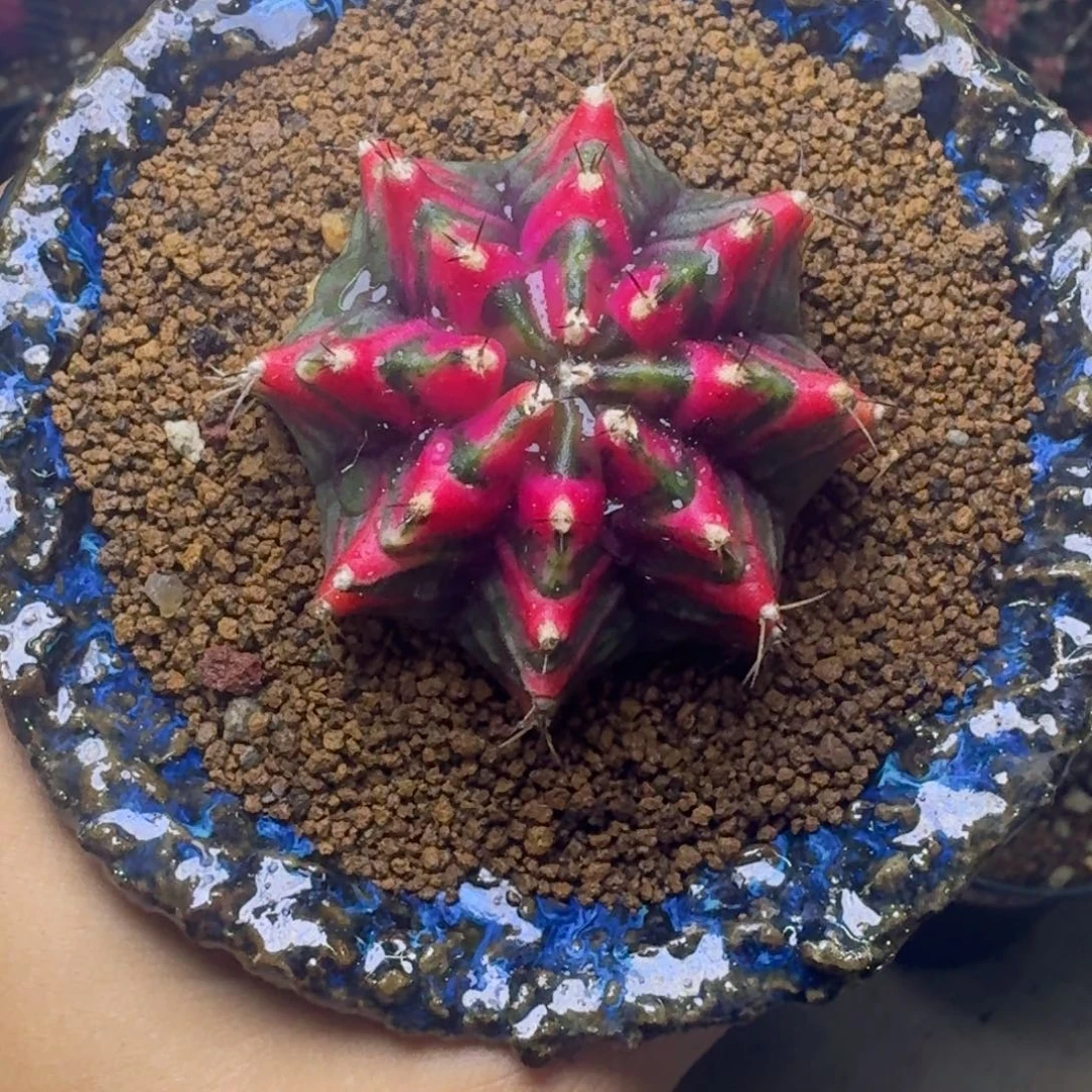 实生泰球米哈锦喽44号