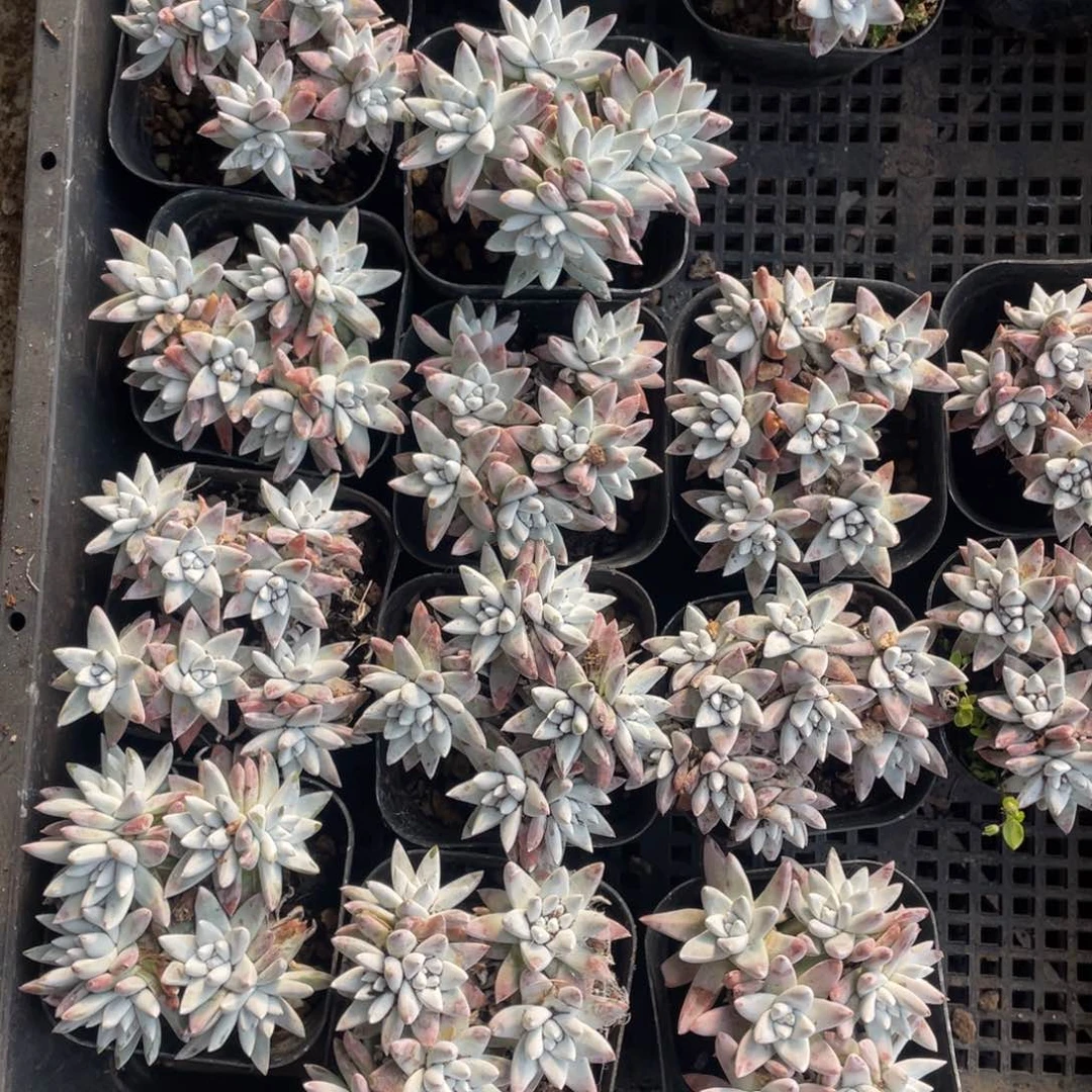 白菊6头起6盆一组